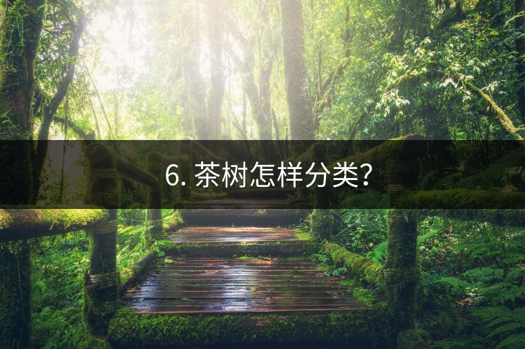 ? 6. 茶樹(shù)怎樣分類？