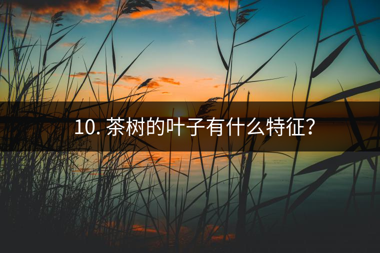? 10. 茶樹(shù)的葉子有什么特征？