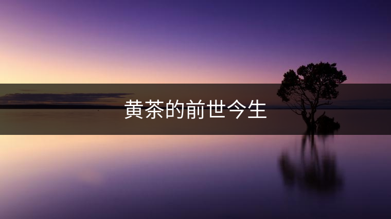 黃茶還能復(fù)興嗎?