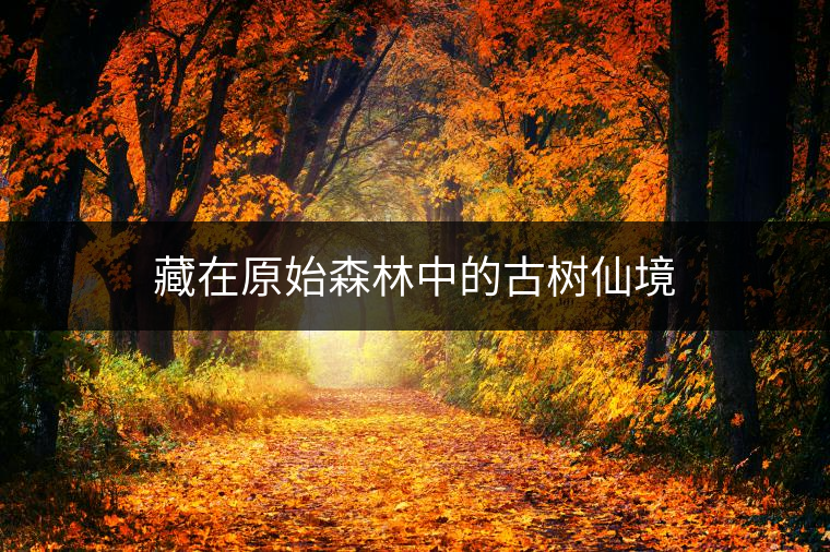 藏在原始森林中的古樹(shù)仙境