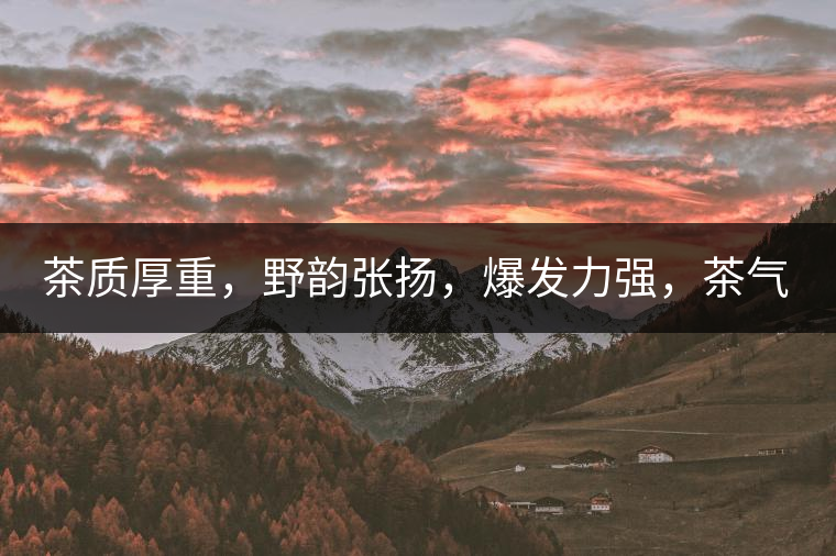 茶質(zhì)厚重，野韻張揚(yáng)，爆發(fā)力強(qiáng)，茶氣十足
