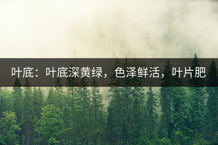 葉底：葉底深黃綠，色澤鮮活，葉片肥厚，梗莖肥壯，而且非常柔韌。