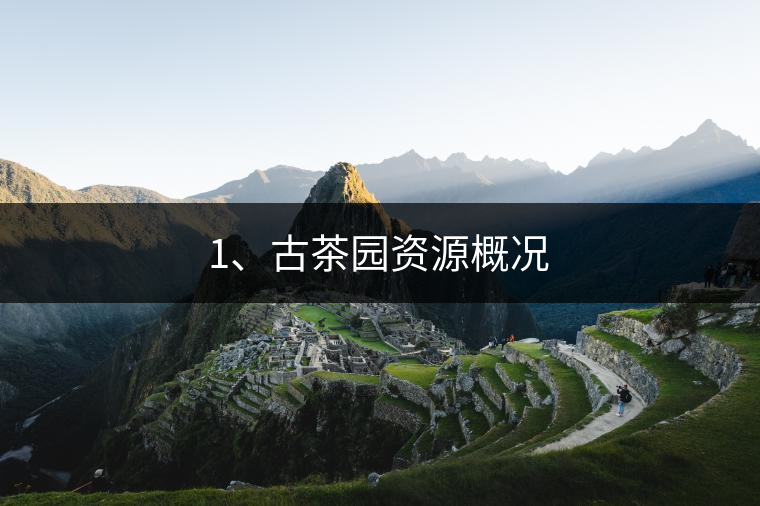 1、古茶園資源概況