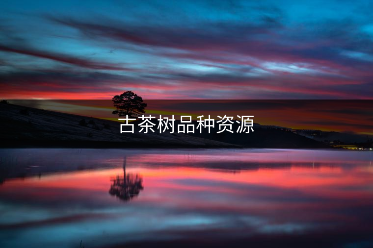 古茶樹(shù)品種資源