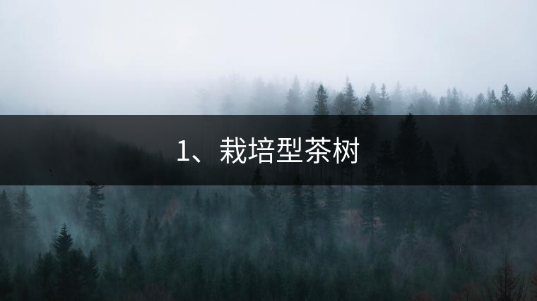 1、栽培型茶樹(shù)