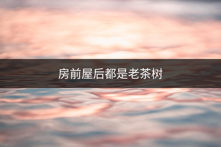 房前屋后都是老茶樹(shù)