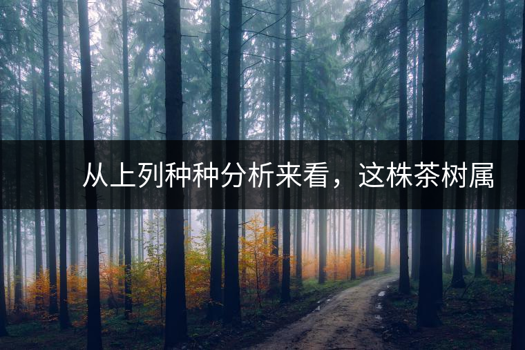 　　從上列種種分析來看，這株茶樹屬野生類型應無疑問。