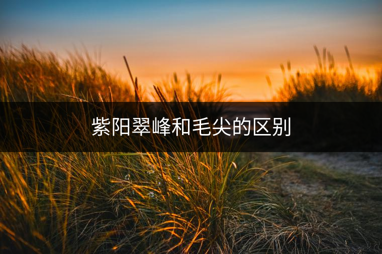 紫陽(yáng)翠峰和毛尖的區(qū)別