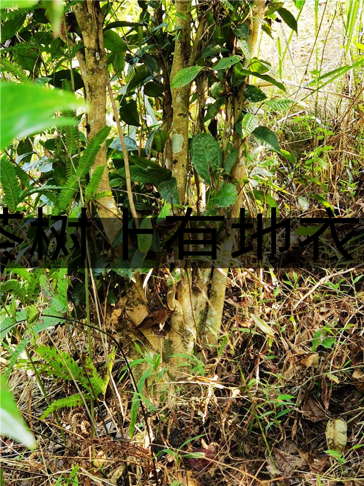 茶樹上有地衣或苔蘚是不是有害的？-1