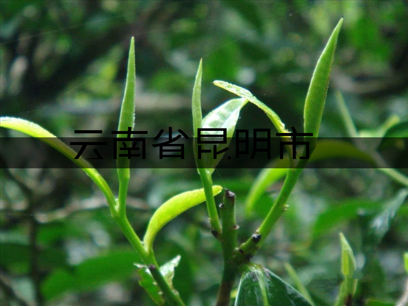 云南省昆明市茶業(yè)簡述(二) 云南省昆明市茶業(yè)簡述(二)