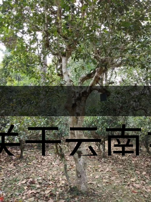 有關(guān)于云南主要茶產(chǎn)區(qū)（臨滄市）的介紹！