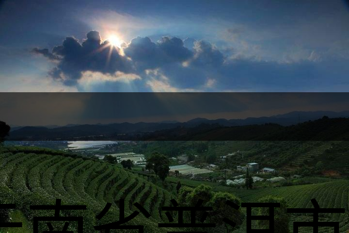 云南省普洱市茶業(yè)概況簡述（三）