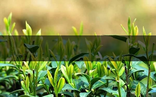 不同的身體癥狀分別該喝什么茶？