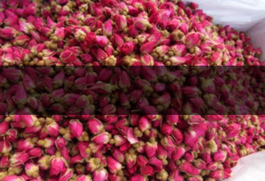 云南金邊玫瑰和平陰玫瑰哪個(gè)好-1