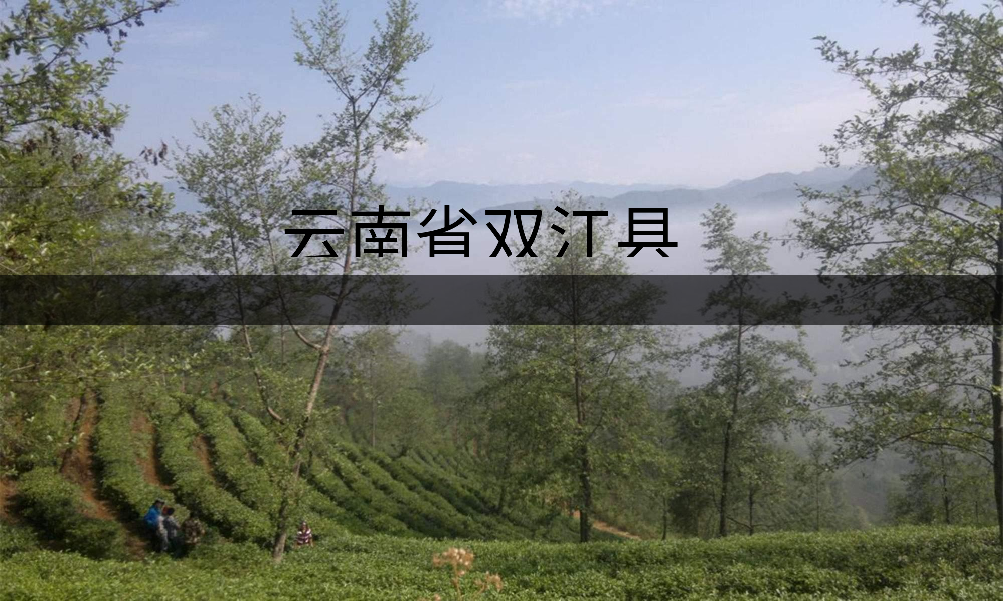 云南省雙江縣茶業(yè)概況簡(jiǎn)述 云南省雙江縣茶業(yè)概況簡(jiǎn)述