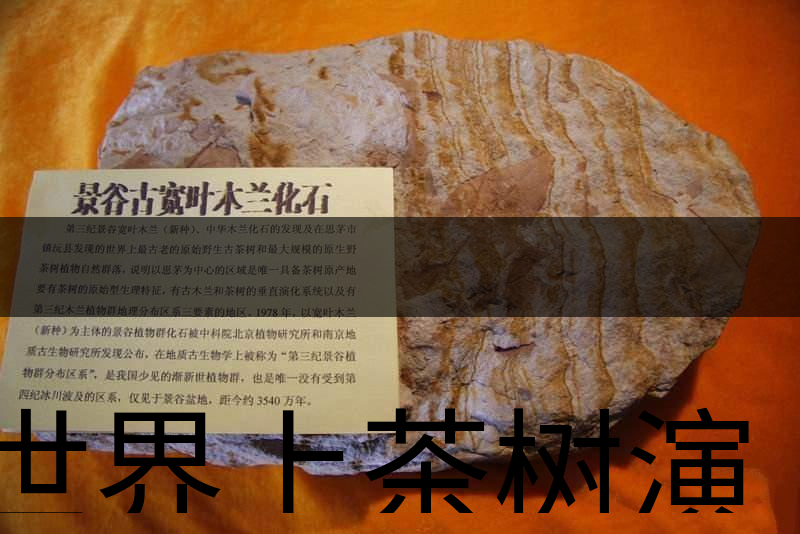 世界上茶樹(shù)演化的始祖是不是寬葉木蘭化石？