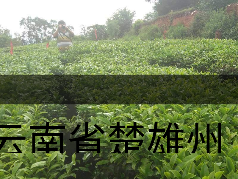 云南省楚雄州牟定縣茶業(yè)概況簡述