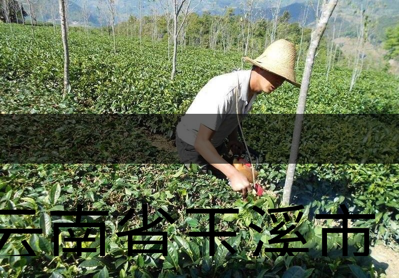 云南省玉溪市茶業(yè)概況概況簡(jiǎn)述