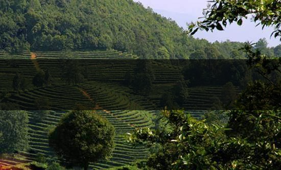 云南峨山高香萬(wàn)畝生態(tài)茶業(yè)有限責(zé)任公司-1 云南峨山高香萬(wàn)畝生態(tài)茶業(yè)有限責(zé)任公司-1