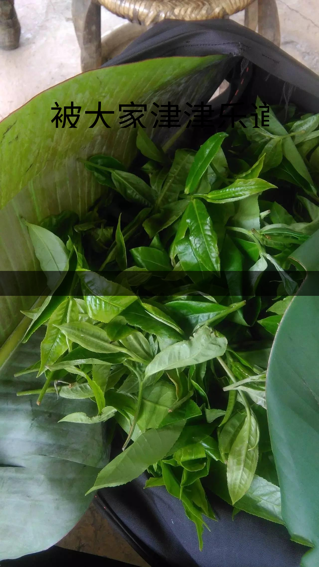 被大家津津樂道的森林茶，你知道是什么？-1-1