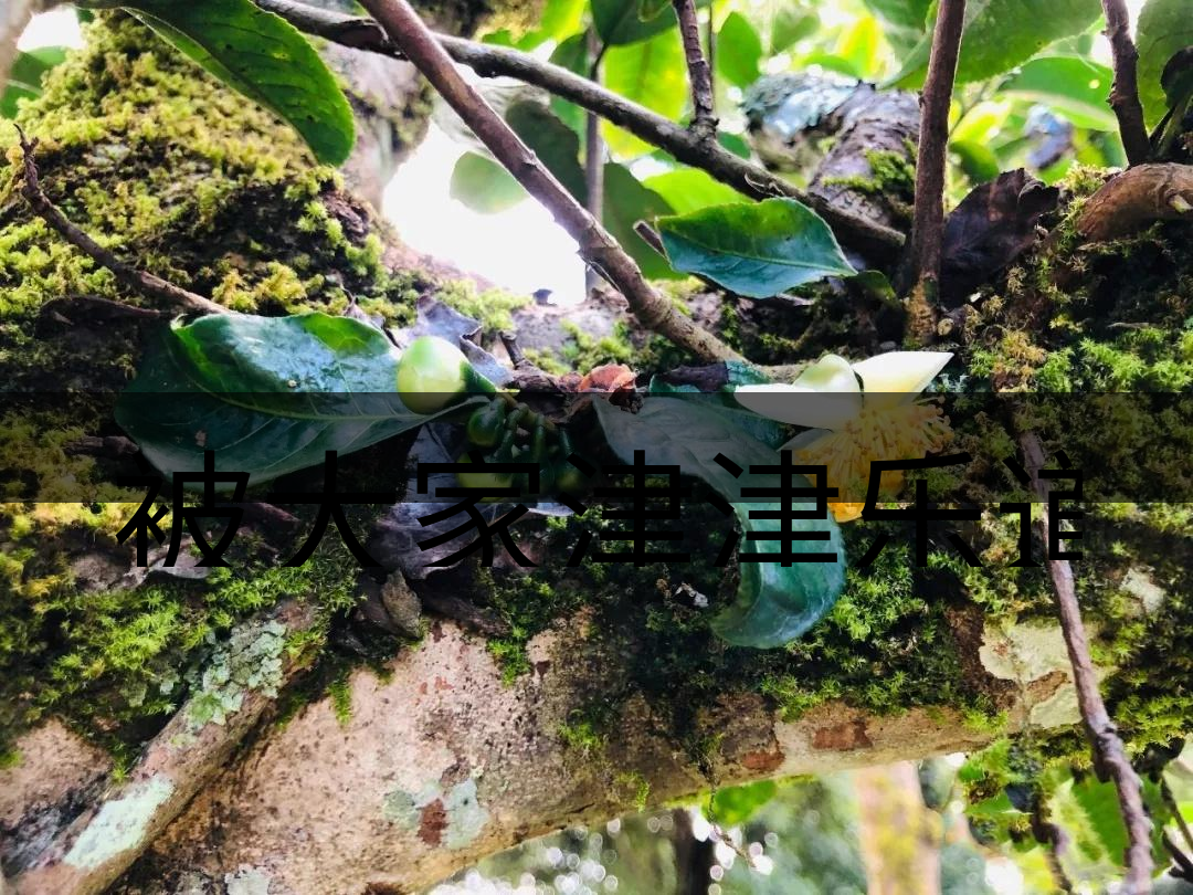 被大家津津樂道的森林茶，你知道是什么？-4-1