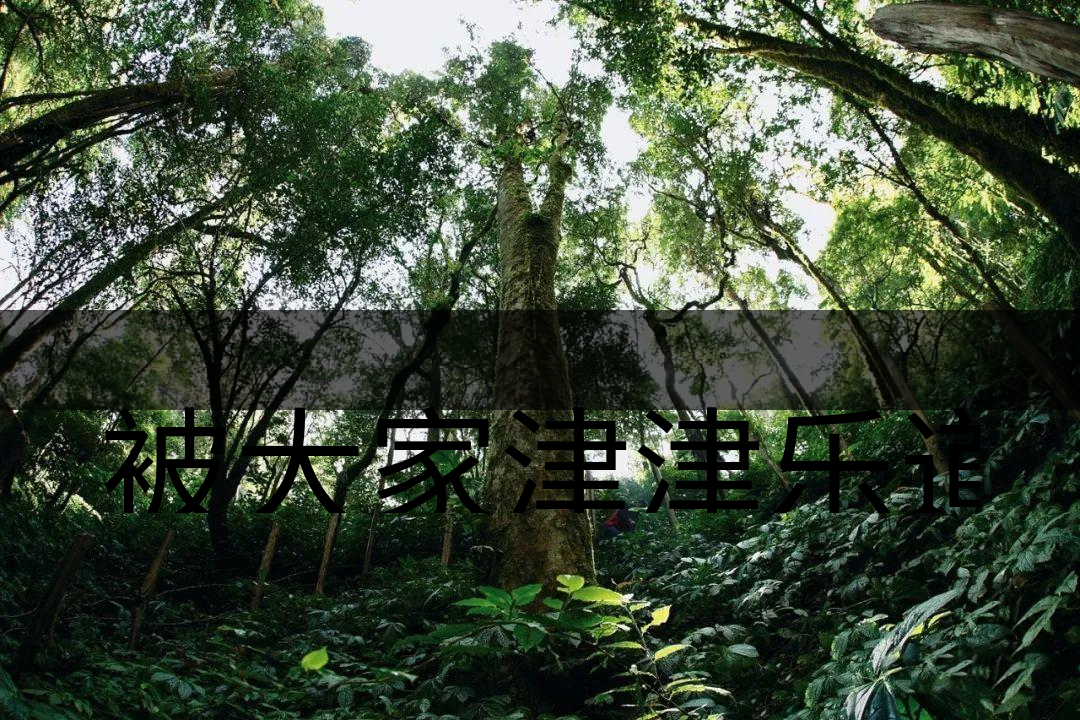 被大家津津樂道的森林茶，你知道是什么？-6-1