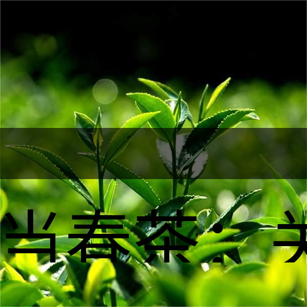正當(dāng)春茶：關(guān)于這些茶知識你知道嗎？-1