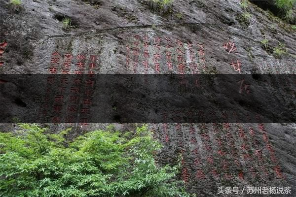 老楊說(shuō)茶：武夷尋茶之三：巖茶巖韻形成的四-4-1