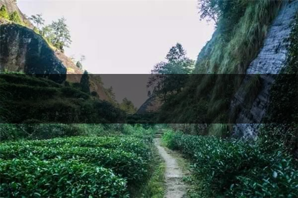 喝武夷山巖茶的香，什么是工藝香？-3