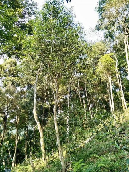 你喝不出來的“高桿古樹”或許就是一個(gè)偽概念、偽命題