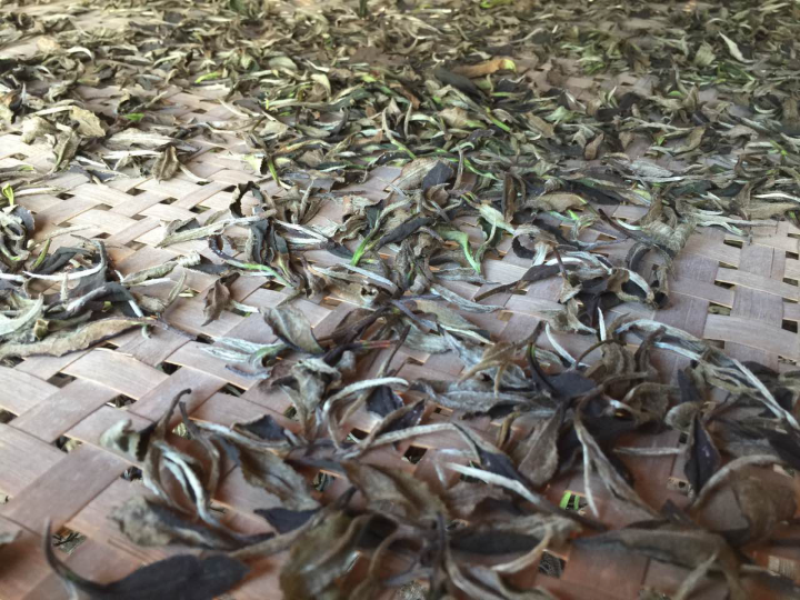 2020年普洱春茶的故事你想好了嗎？