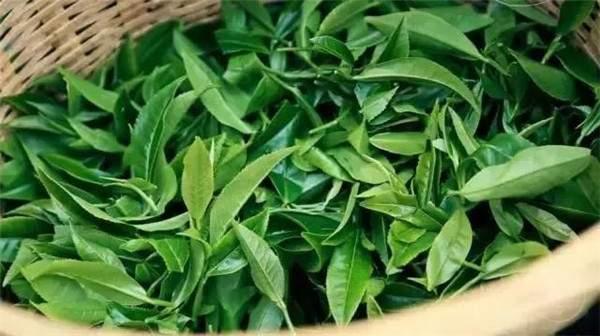 2021年曼秀古樹茶，易武的超級黑馬