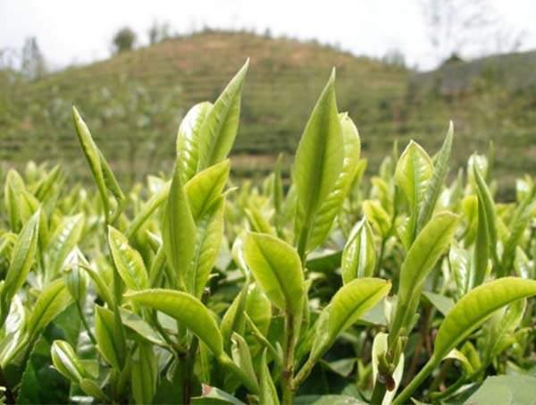 春茶到底好在哪里？