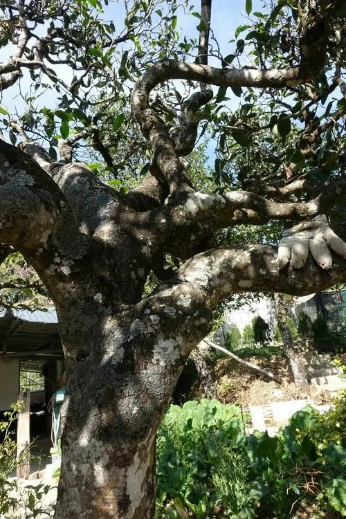 2021年冰島秋茶為何也受喜愛(ài)？