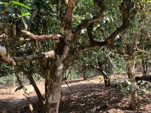 2021年磨烈古樹(shù)秋茶特點(diǎn)？