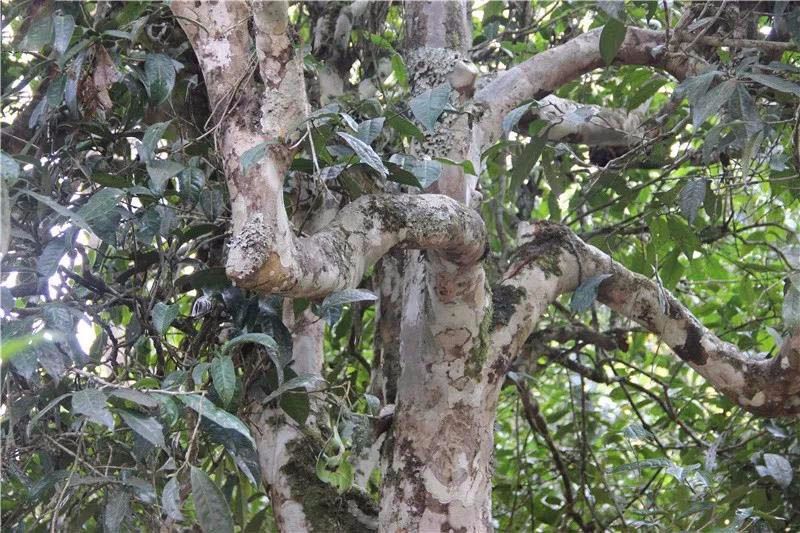 2021小戶賽古樹(shù)秋茶與冰島茶哪里不一樣？