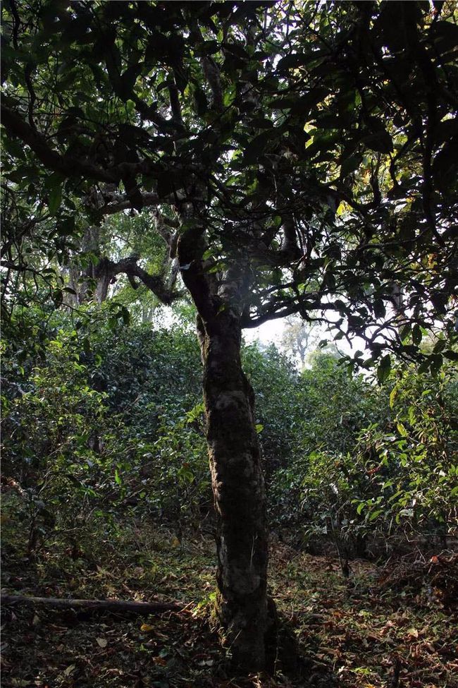 2021年大戶賽古樹(shù)秋茶特點(diǎn)？