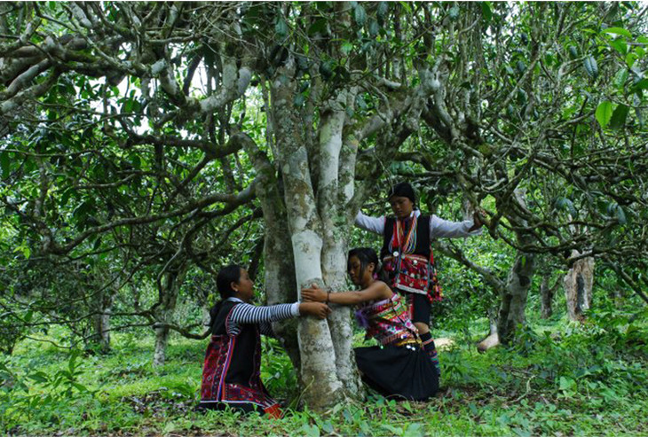 2021年大戶賽古樹(shù)秋茶品鑒！