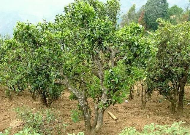 2021年大戶賽古樹(shù)秋茶口感特點(diǎn)?