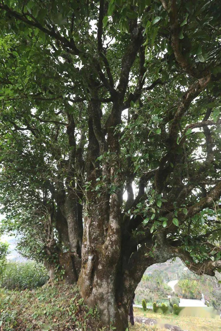 2021臨滄大戶賽秋茶因何被稱為潛力股？