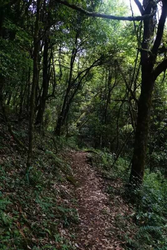 2021年大戶賽古樹(shù)秋茶價(jià)格是多少？