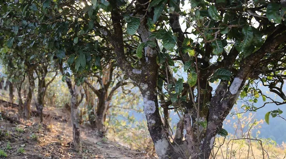 2021年大雪山古樹秋茶口感品鑒？