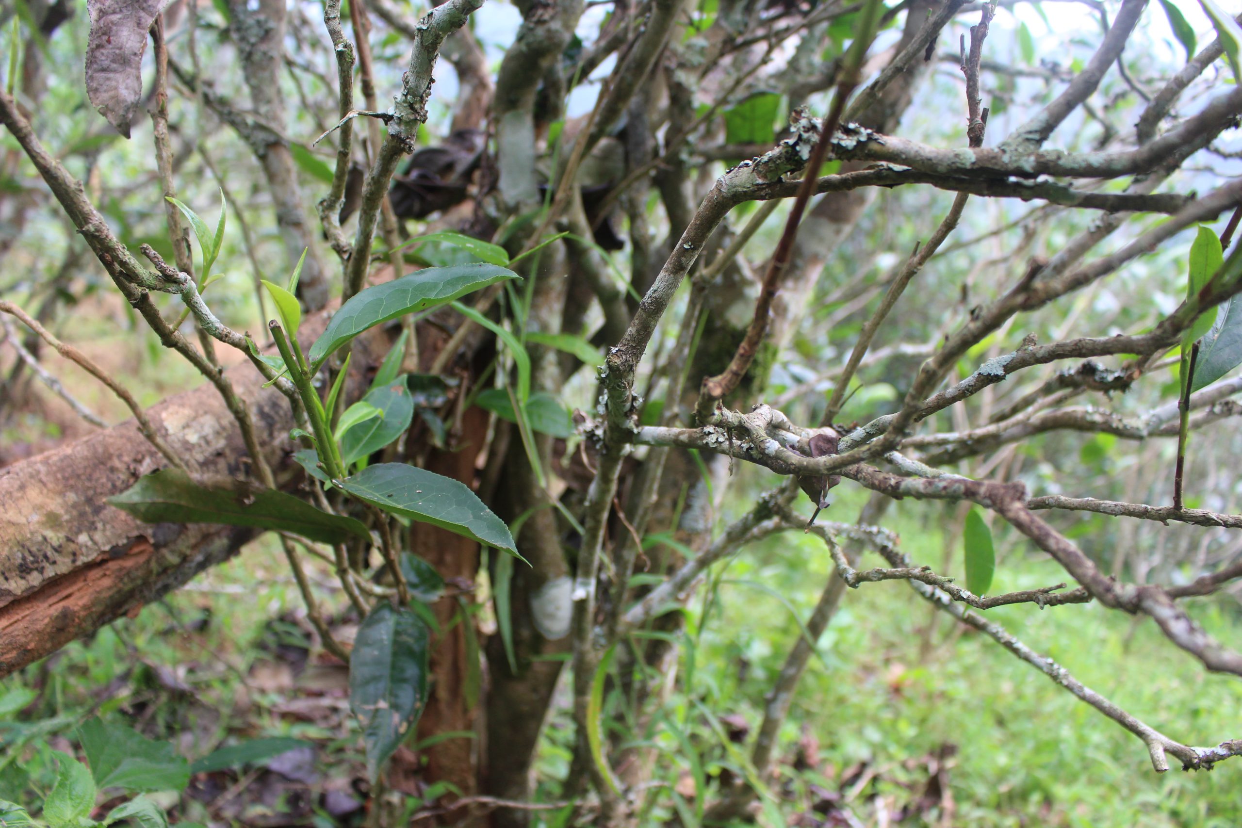 2021年壩糯古樹秋茶價(jià)格多少？