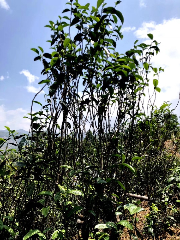 2021年壩糯古樹(shù)秋茶品鑒！