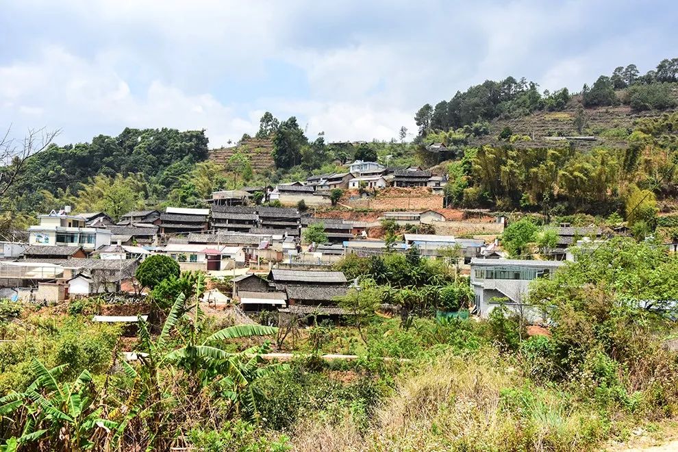 2021年正氣塘古樹秋茶特點(diǎn)是什么？