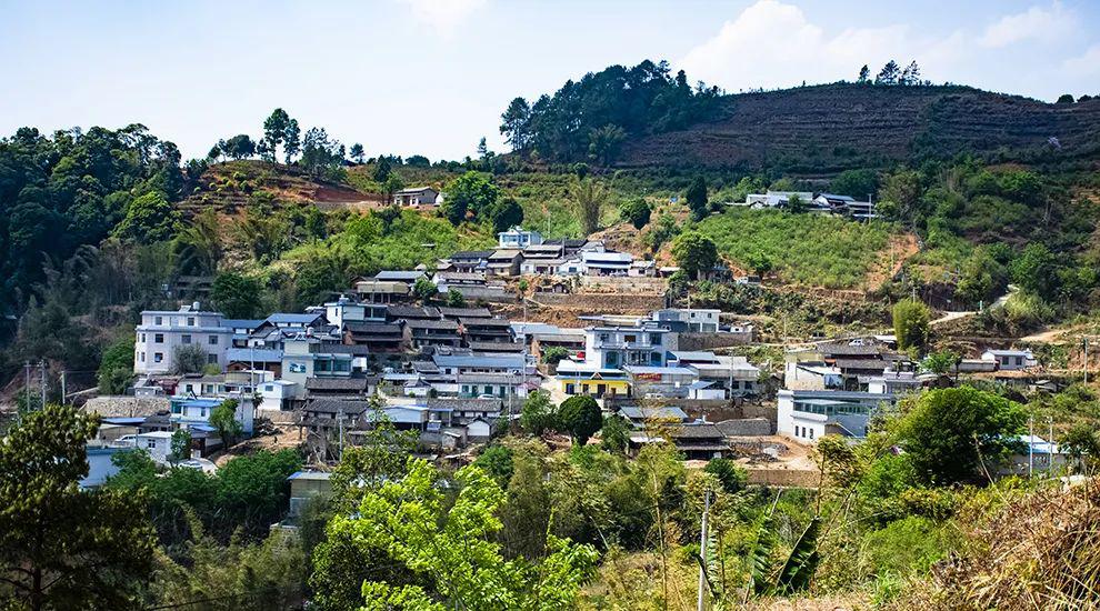 2021年正氣塘古樹秋茶為何號(hào)稱小冰島？