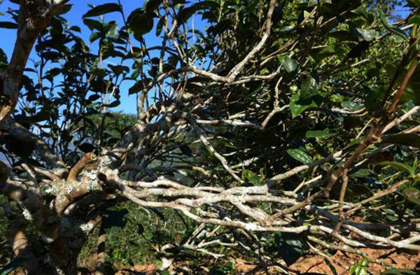 2021年正氣塘古樹秋茶花蜜香氣盈盈，冰糖甜韻深邃！