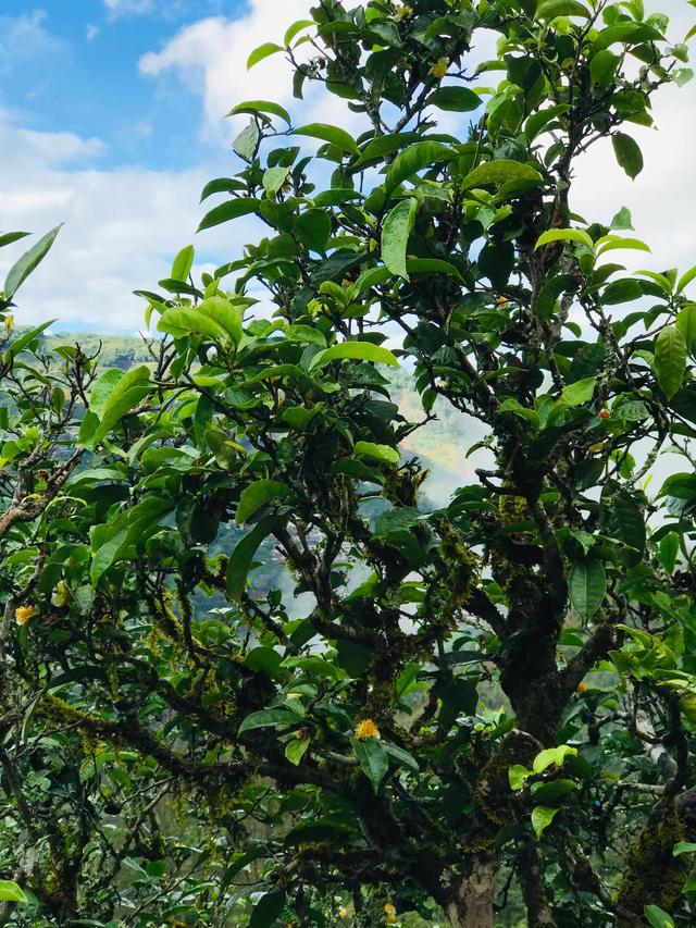 2021年冰島南迫古樹秋茶茶園詳解！