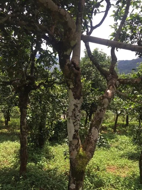 2021年冰島地界古樹秋茶口感？