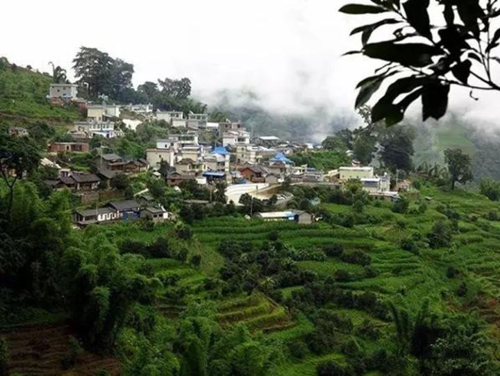 2021年冰島壩歪古樹秋茶口感？